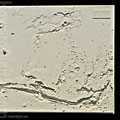 Olympus Mons Model
